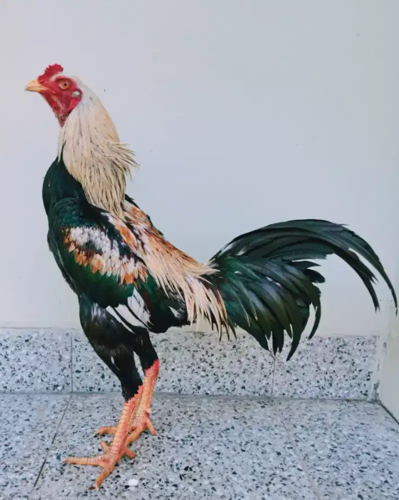 Ayam Bangkok Pamangon Super