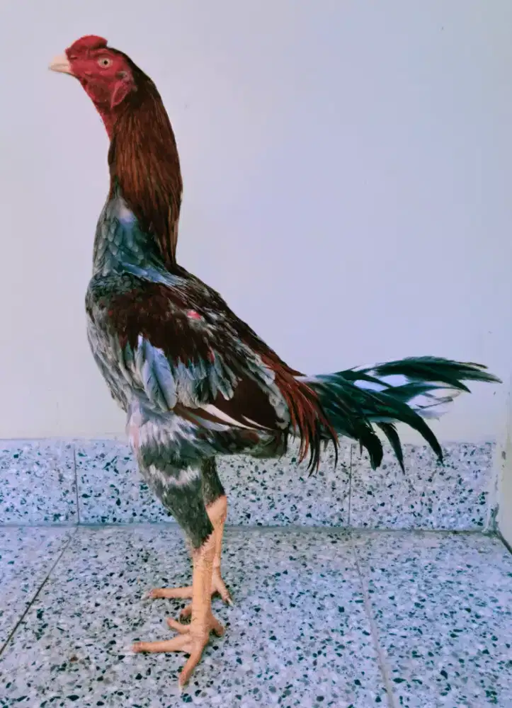 Ayam Bangkok x Shamo Istimewa