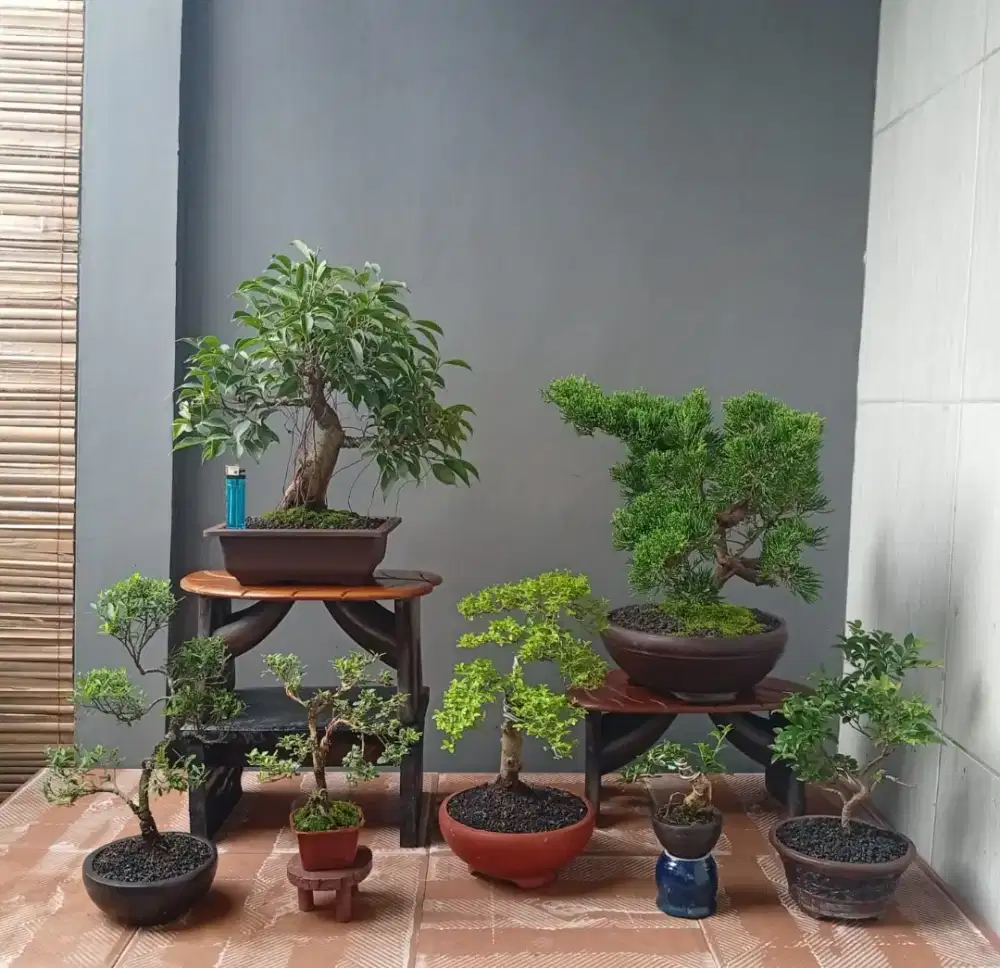 Borongan murah mini bonsai ada 7 pot