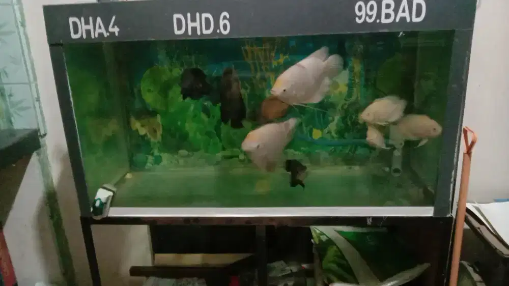 Si jual semua.ikan dan aquarium