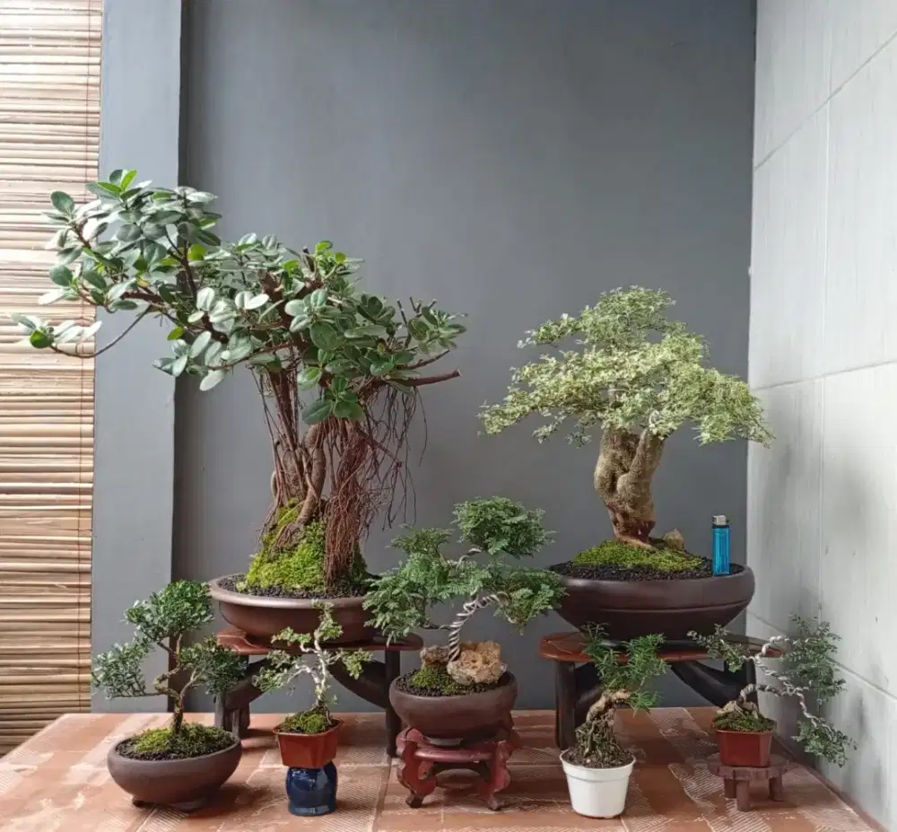 7 pot murah mini bonsai cantik siap pajang