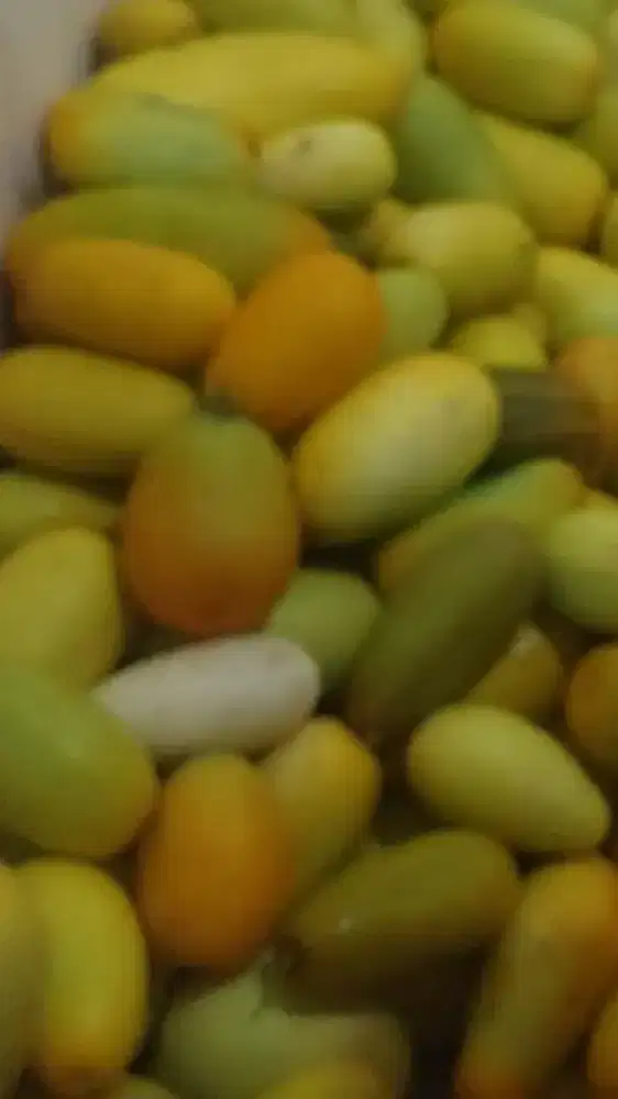 Timun Suri Fresh & Legit