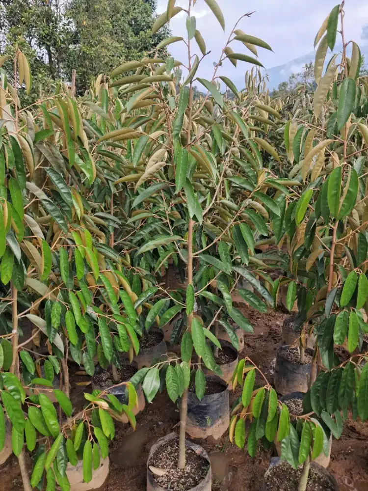 Bibit durian super tembaga