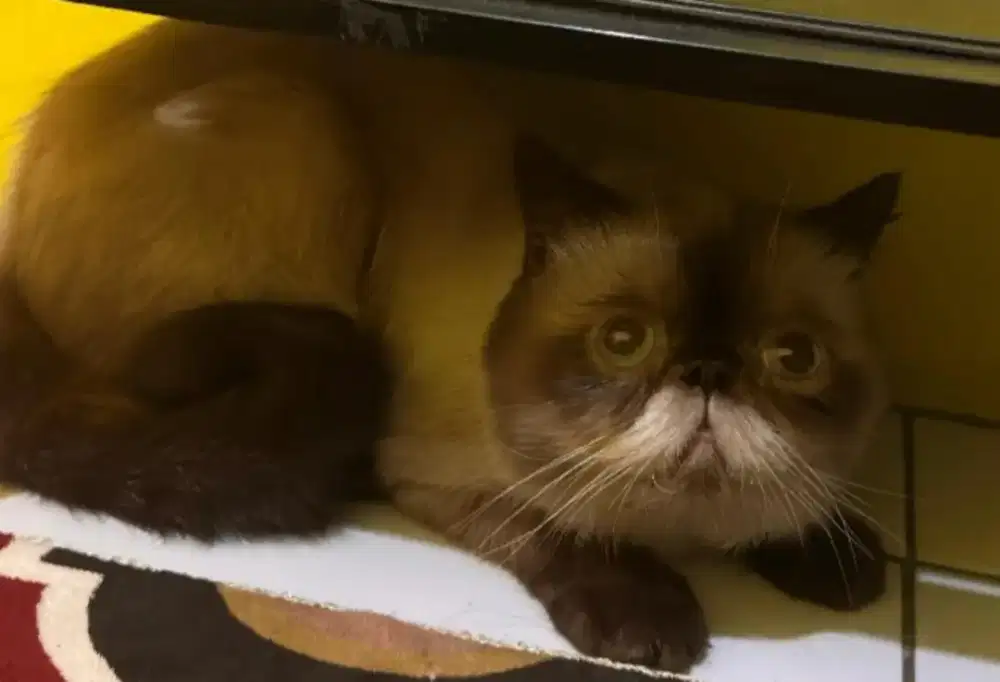 Kucing Exo peaknose himalaya