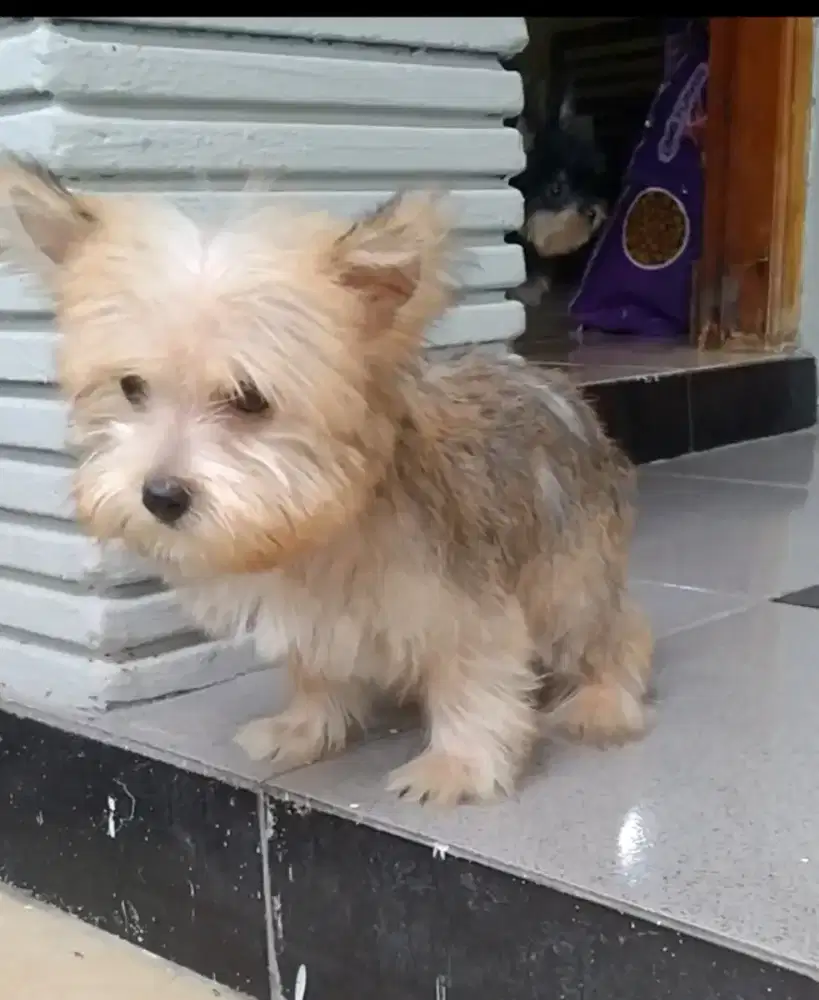 Anjing Yorkie Terrier