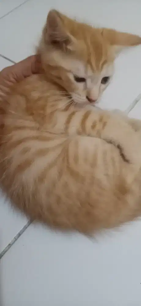 Kitten usia 2 bln mix
