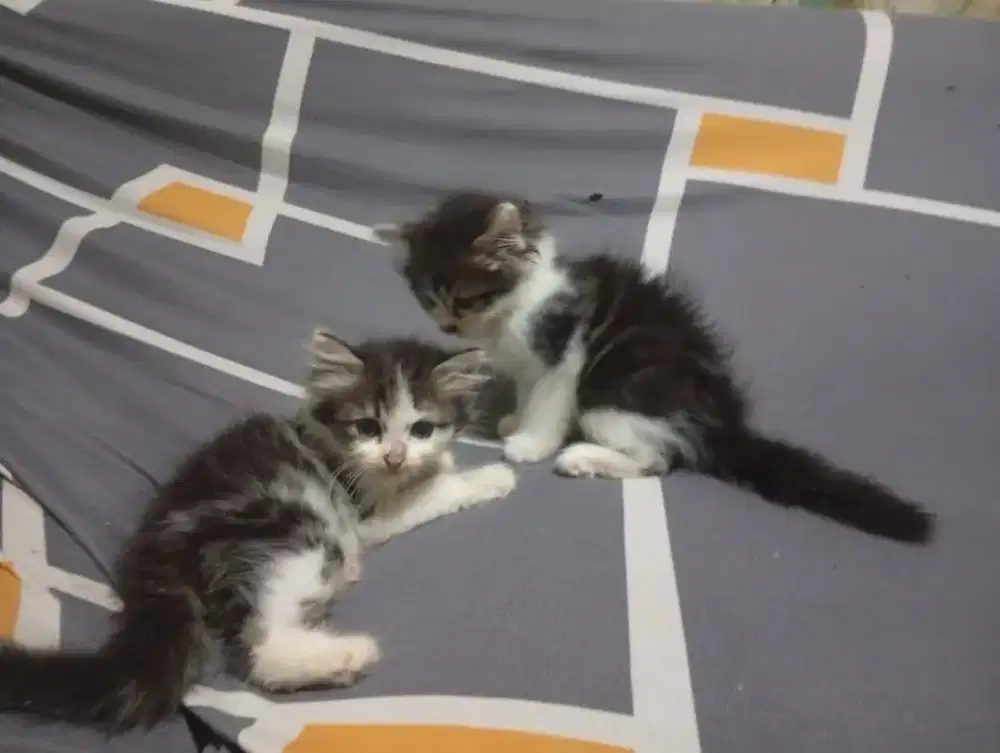 Kitten kucing anggora 2 bln jantan nego