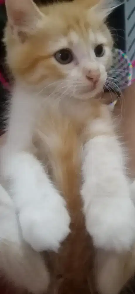 Kitten persia short hair 2 bulan