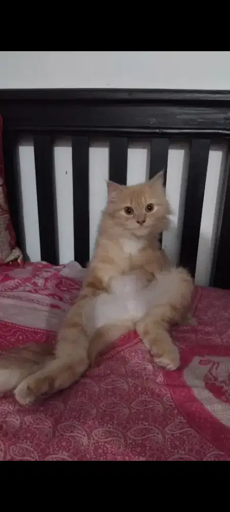 DIJUAL CEPAT KUCING PERSIA ANGGORA