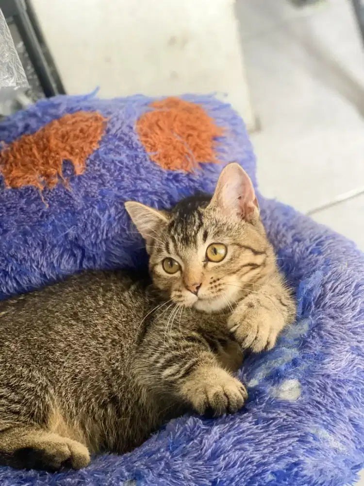 BSH MUNCHKIN GOLDEN BLACK