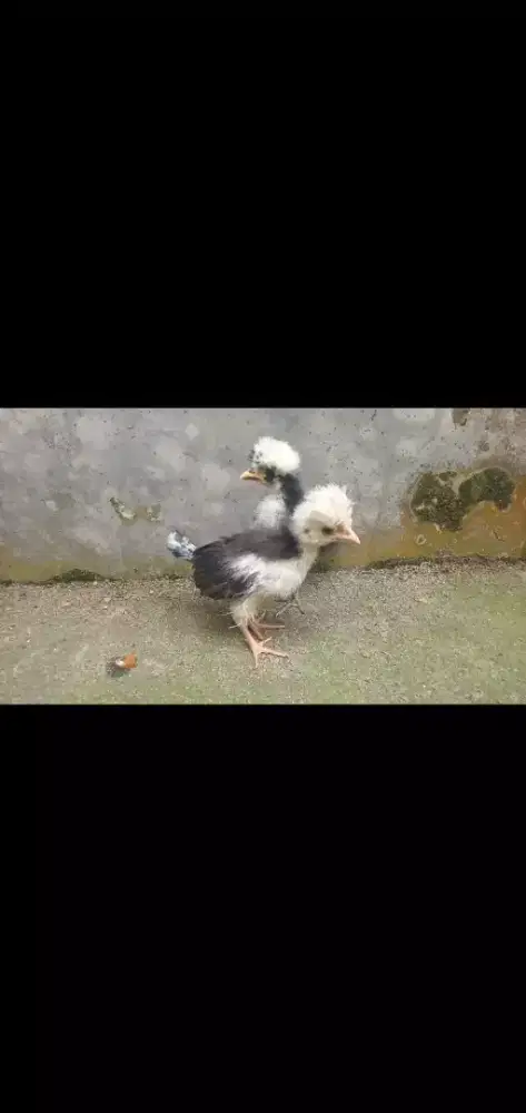 Ayam Poland white crested (1 pasang).