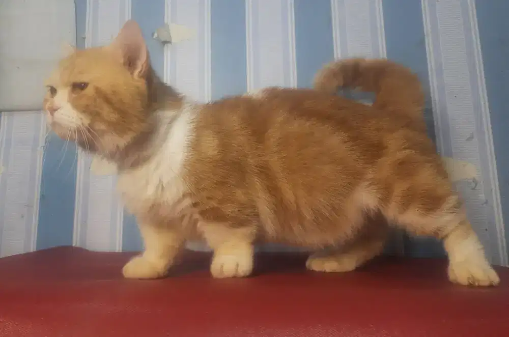 Jantan Munchkin jago wikwik