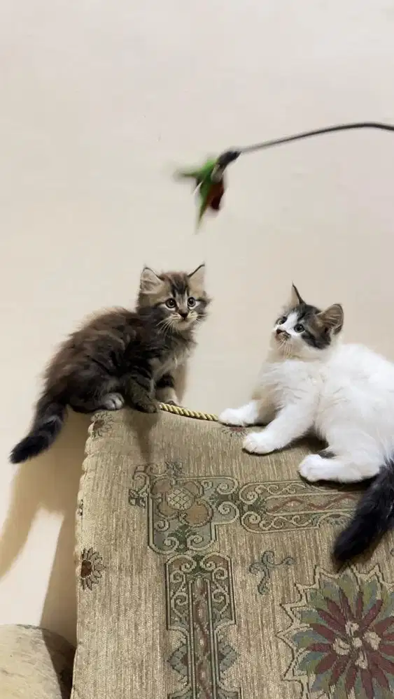 Sepasang kitten persia flatnose medium kucing