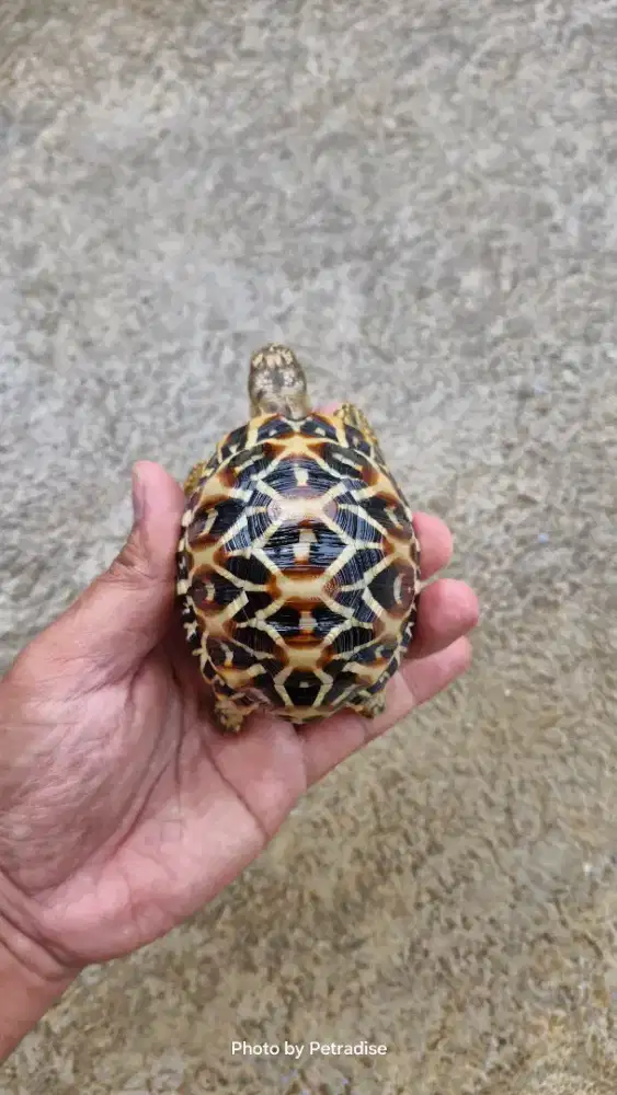 Kura Kura Indian Star 8,5cm