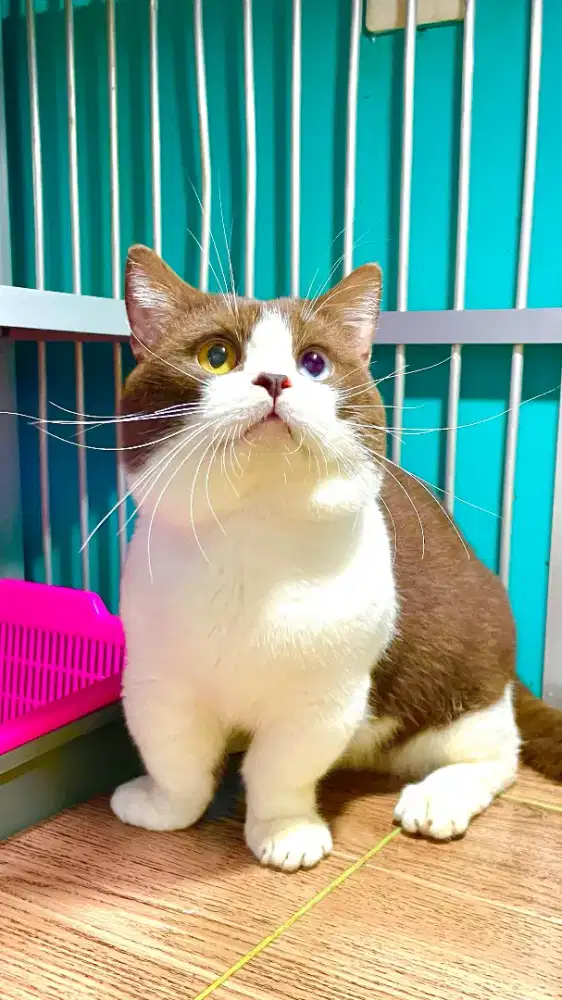 Perjodohan meong bsh british cebol