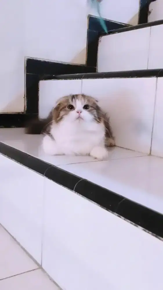 Kucing Scottish triple fold