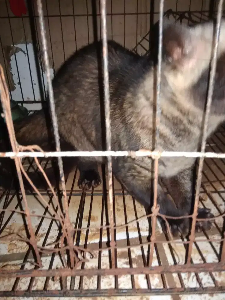 Dijual segera mau mudik