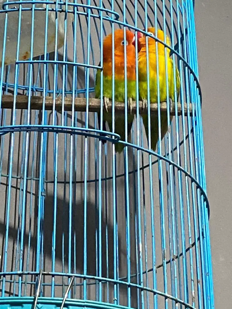 Burung Lovebird biola