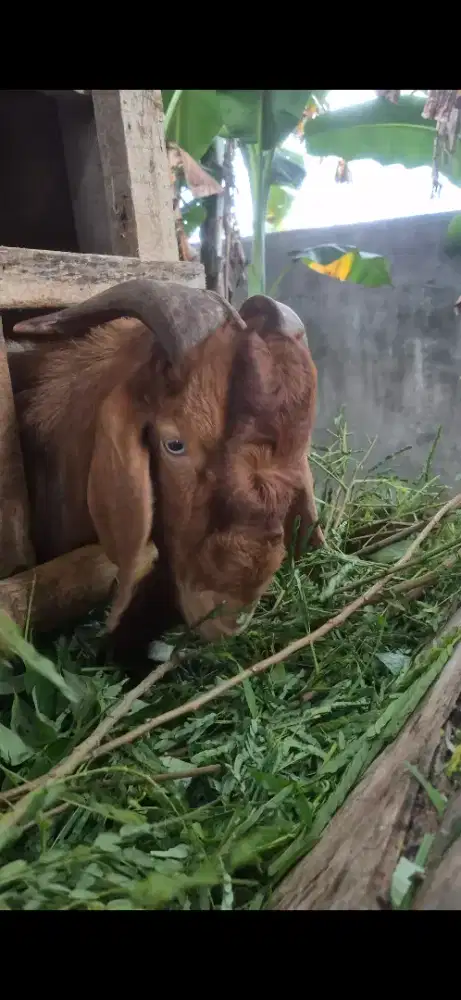 Hewan qurban jumbo kambing domba