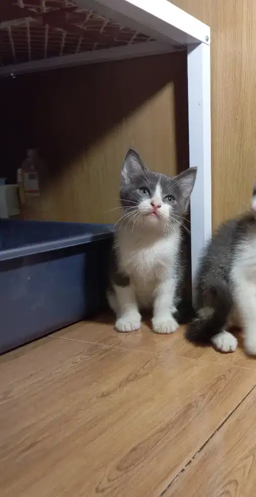 Kitten British Shorthair mix sepasang
