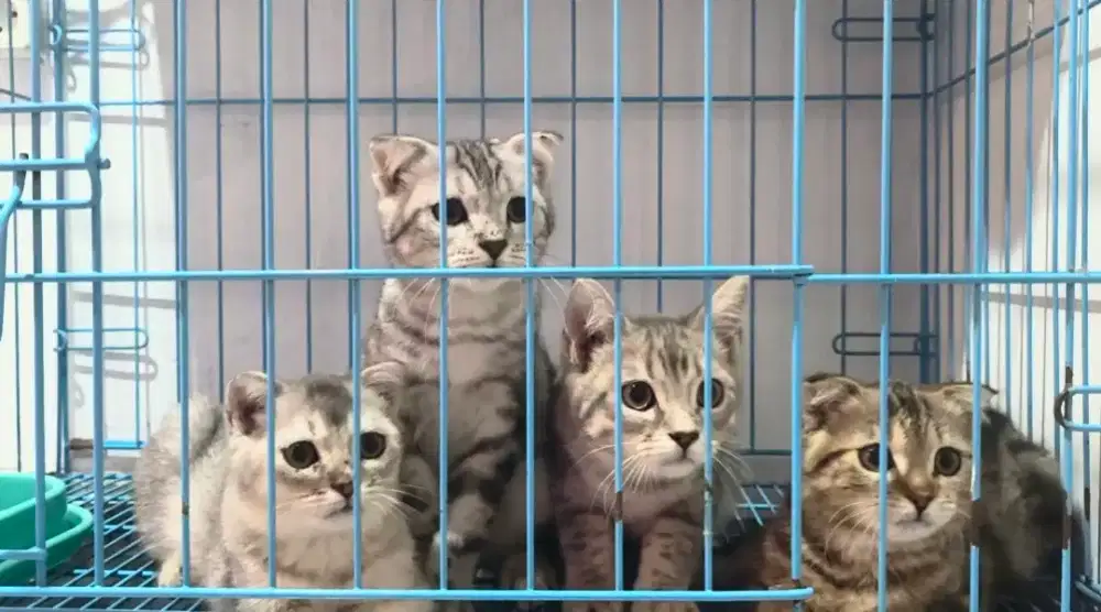 Kitten Kucing BSH X Scottish