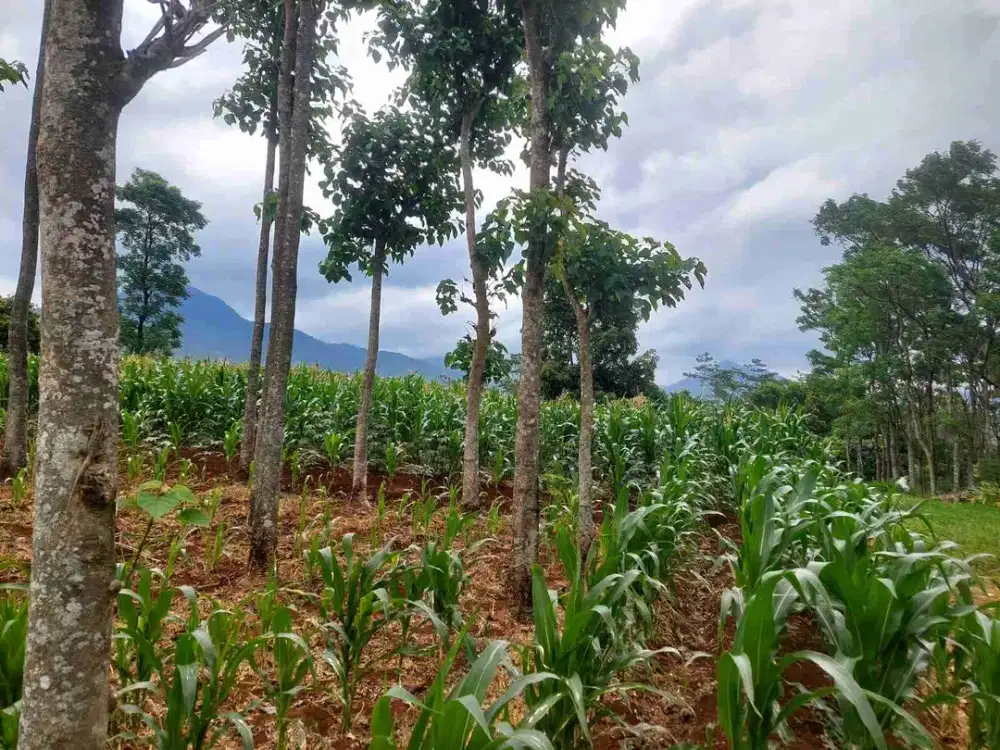 Tanah kavling jatinangor  1400 m², Akses mobil