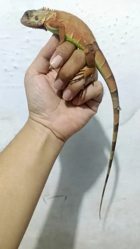 Iguana super red anakan juve