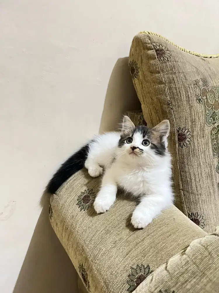 Kucing kitten persia medium persia flatnose