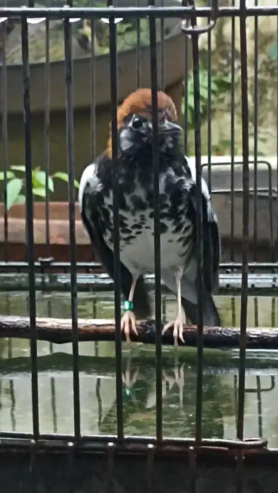 Anis kembang sertifikat bunyi riwik