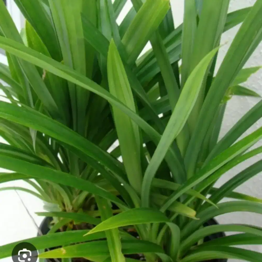 Pandan wangi u herbal, sayur