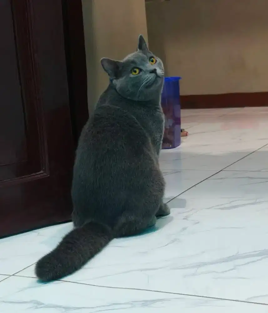 BSH Blue Male Line Ped Calon Pejantan