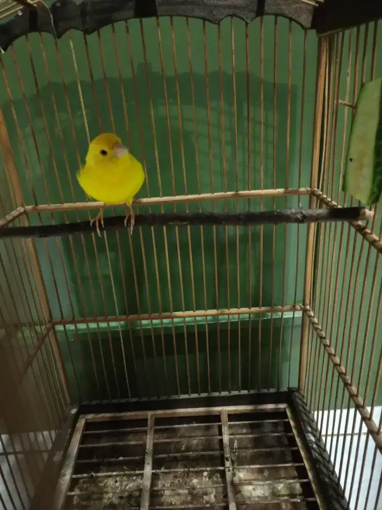 Kenari jenis loper kuning big