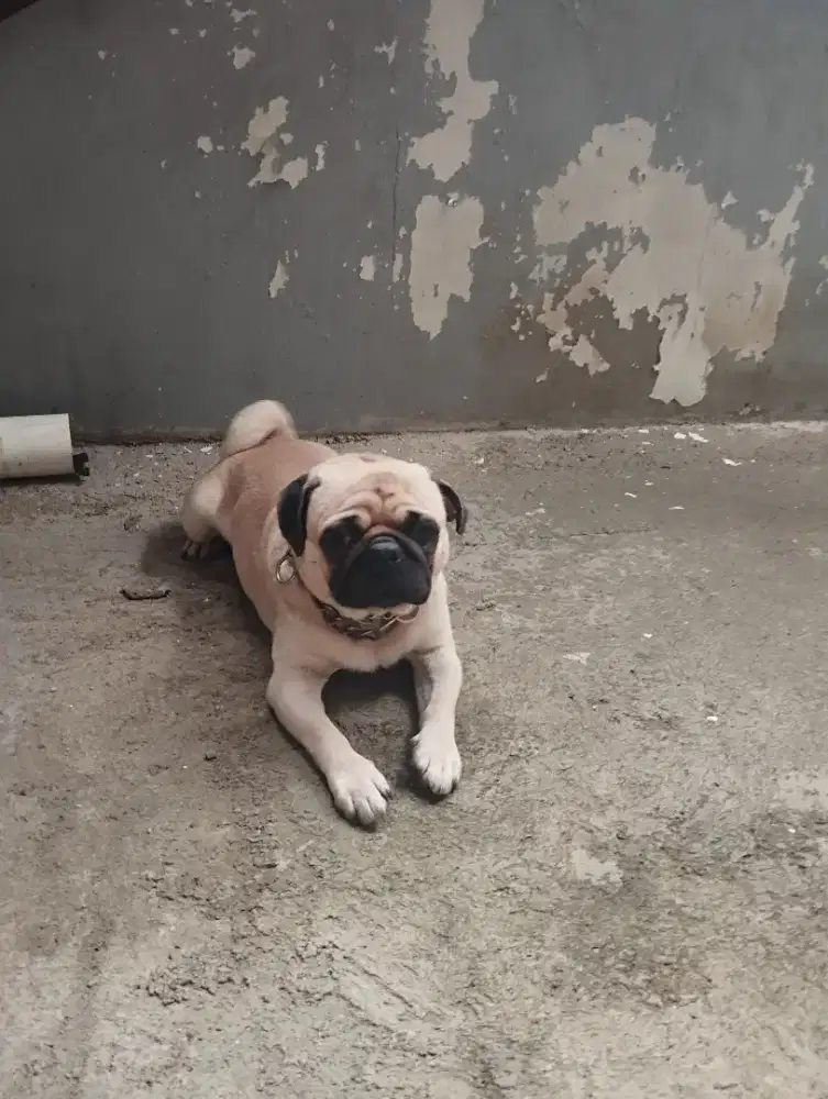 Anjing Pug jantan stambum