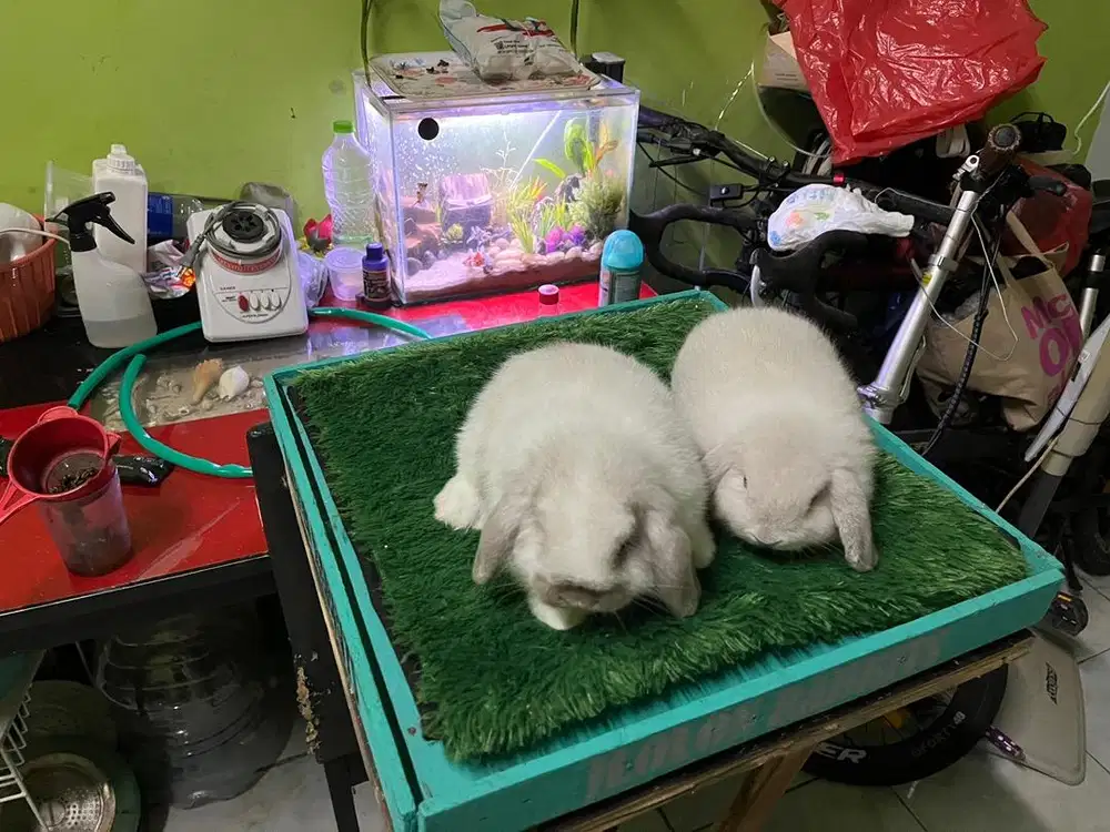 Kelinci Holland Lop Kelinci HL