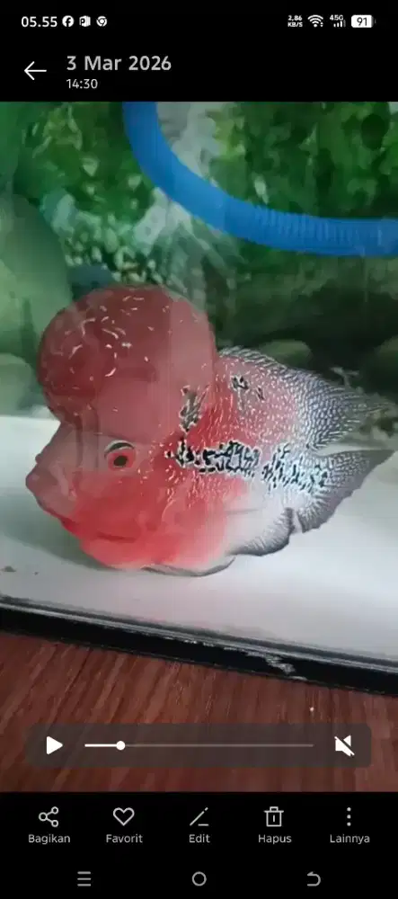 SDR (supe red dragon)