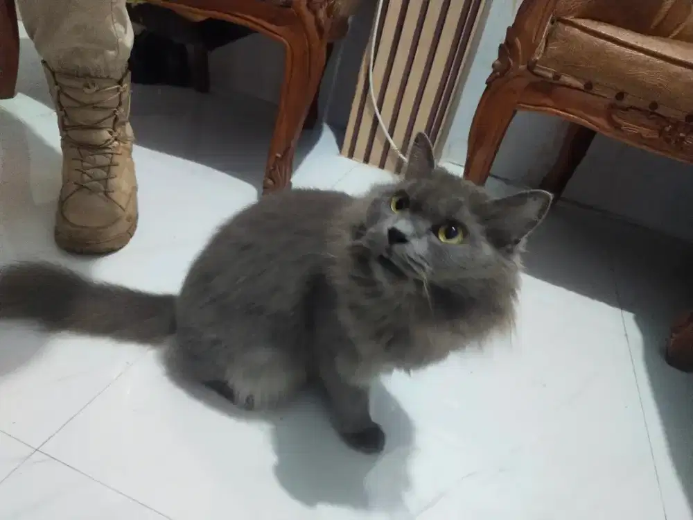 Kucing Persia Betina Dewasa