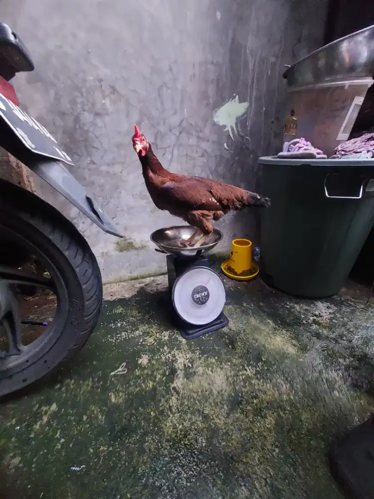 Ayam 1 ekor KUB 2 , dan 1 Bangkok dengan berat 2kg per ekor