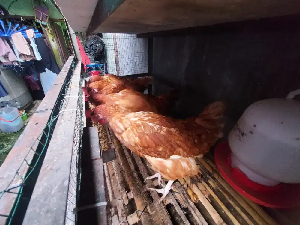 Ayam petelur sudah pada bertelur