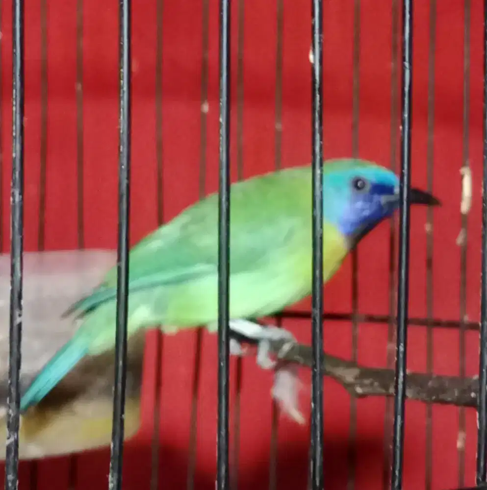 KINOI BURUNG MASTERAN