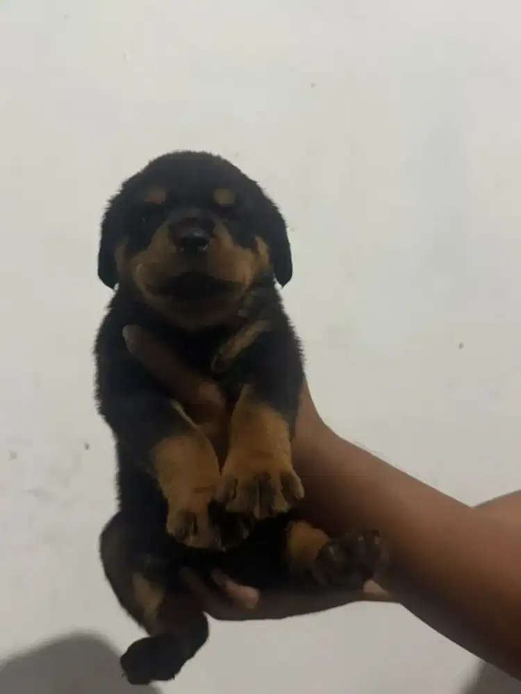 Anak anjing rotweiler betina