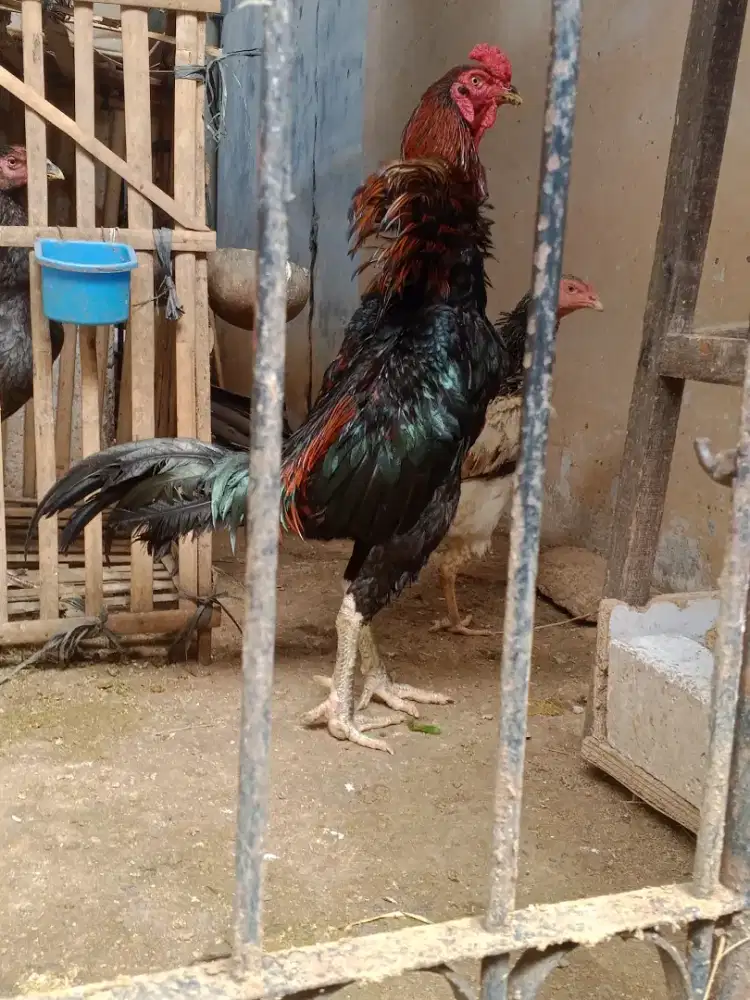 Shamo eropa line zuther