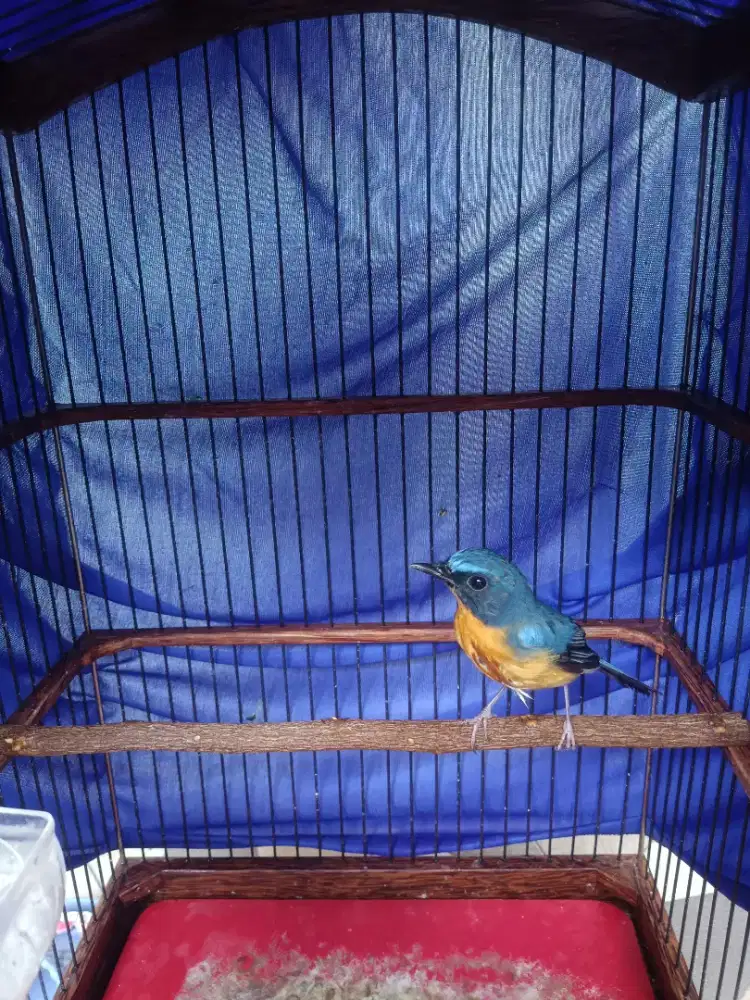 Tledekan Gunung Lokal Banyuwangi