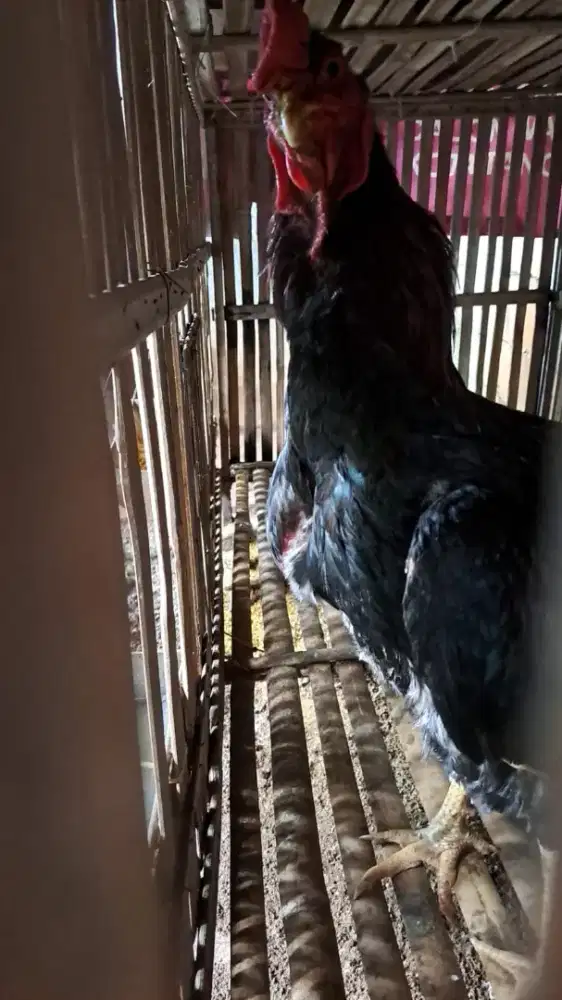 Shamo eropa -+ 1 tahun