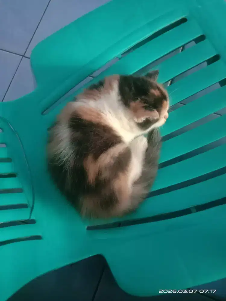 kitten Persia betina