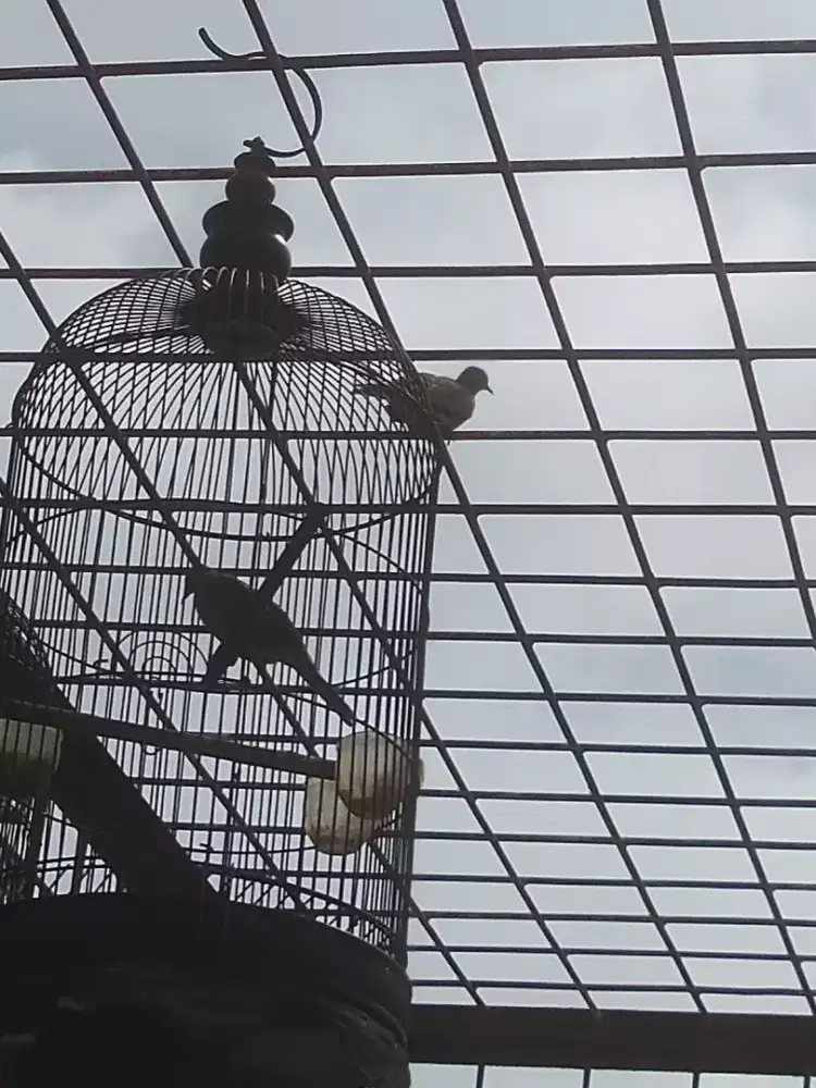 Perkutut lokal alam liar plus kandang