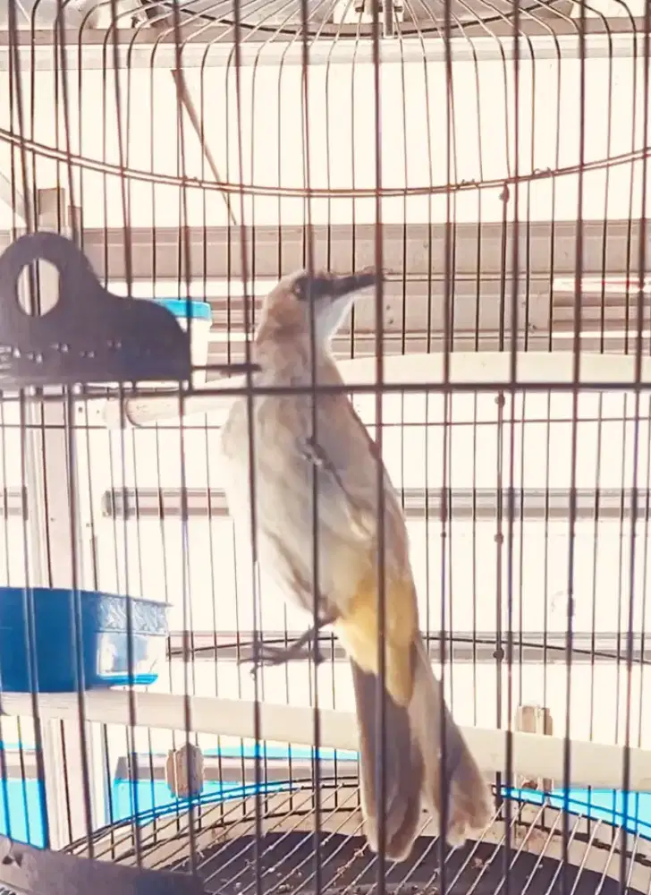 Burung Trucukan gacor