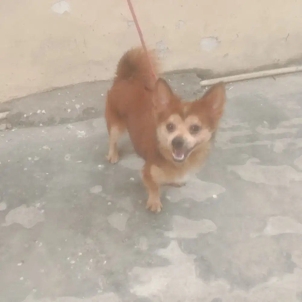 Anak anjing pom mix corgi betina