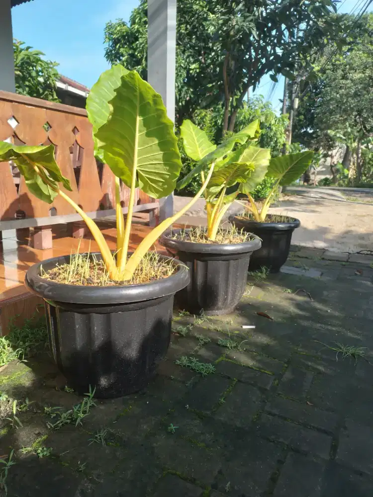 SENTE GOLDEN / SENTE KUNING