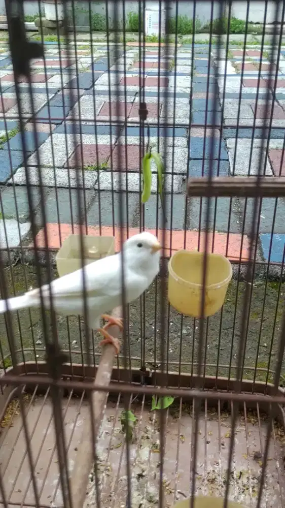 Jual kenari betina warna putih isi perawan
