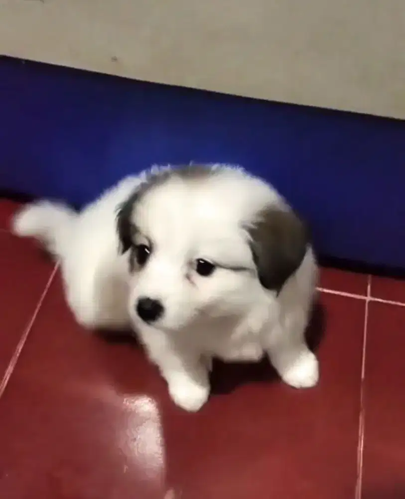 Gratis Satu,Jual Anak Anjing Corgy